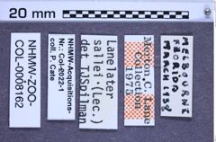 Etikette zu Lanelater sallei (LeConte, 1853) (NHMW-ZOO-COL-0008162)